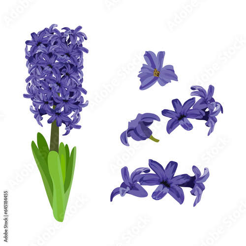 Set of Hyacinth flowers isolated on a white background. vector illustration.