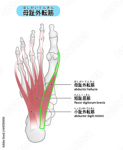 母趾外転筋の位置がわかる足裏のイラスト