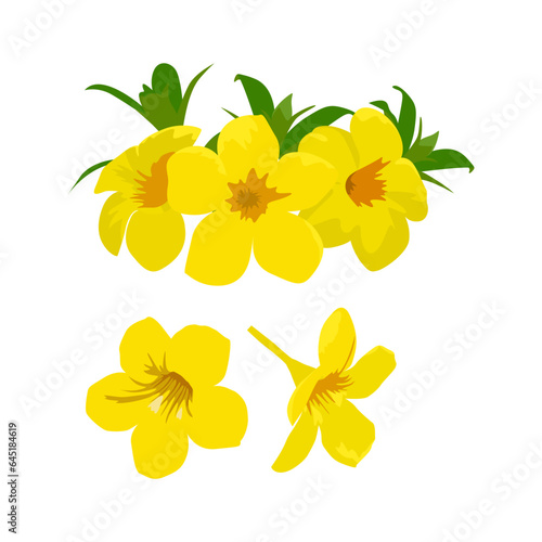 Set of Allamanda flower isolated on a white background. vector illustration.