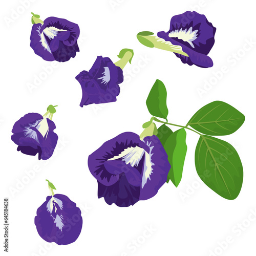 Set of Butterfly pea isolated on a white background. vector illustration.