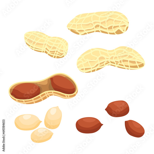 Set of Peanuts isolated on a white background. vector illustration.