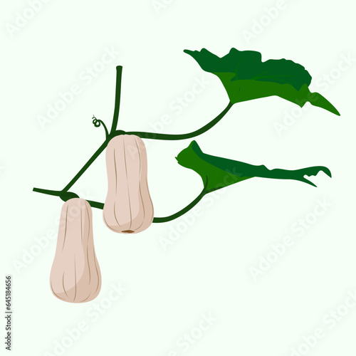 Set of Butternut squash isolated on a white background. vector illustration.