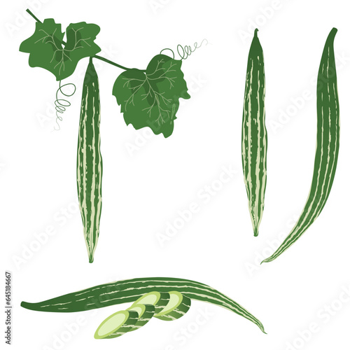 Set of Snake gourd isolated on a white background. vector illustration.