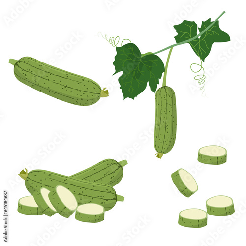 Set of Sponge gourd or Luffa isolated on a white background. vector illustration.
