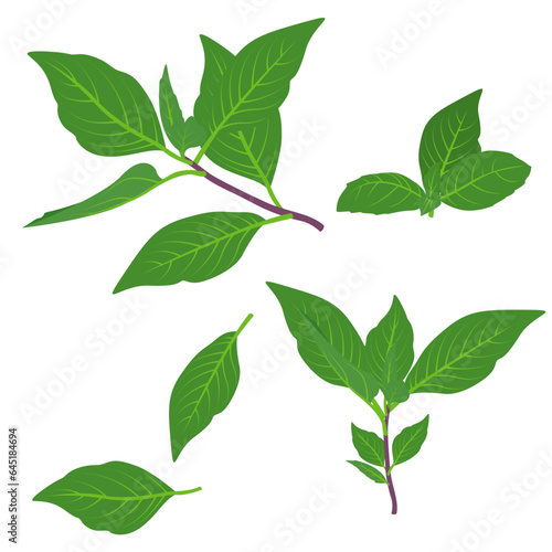 Set of Basil leaves isolated on a white background. vector illustration.