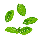 Set of Basil leaves isolated on a white background. vector illustration.