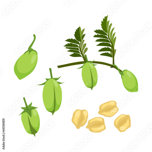 Set of chick pea with branch and leaf isolated on white background, vector illustration.
