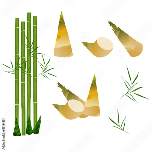 Bamboo with bamboo shoot. Set of bamboo shoots on a white background, vector illustration.