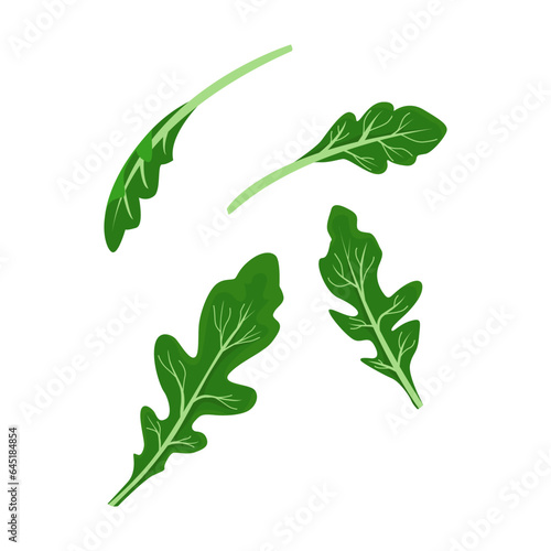 Arugula leaves on a white background. vector illustration.