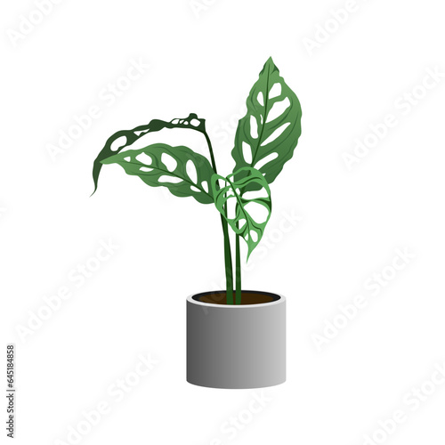 Pot plant of Monstera Obliqua Peru isolated on white background, vector illustration.