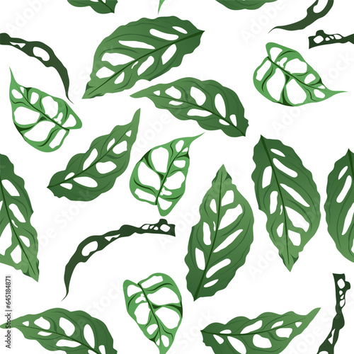 A seamless pattern of Monstera Obliqua Peru. vector illustration.