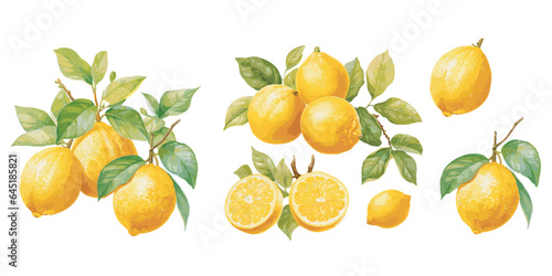 watercolor yuzu fruit clipart for graphic resources