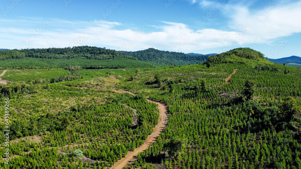 Pine and hill plantations in Misiones