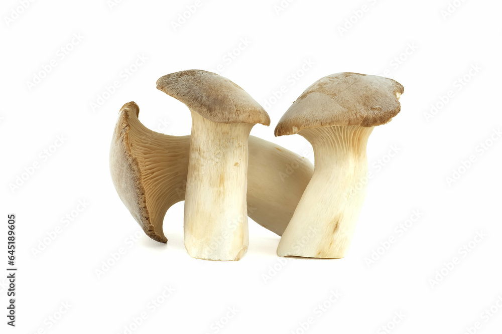 Fototapeta premium King oyster mushroom over white background
