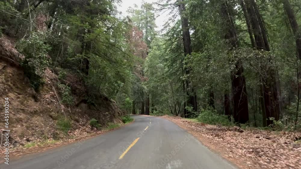 Driving Redwood Forest Northern California Coast Coastal Redwood
