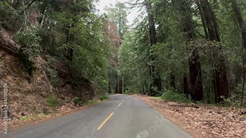 Driving redwood forest northern California coast. Coastal redwood Sequoia are the tallest trees on earth. Eco Tourism and family vacation. State and Federal parks protect the forests.
