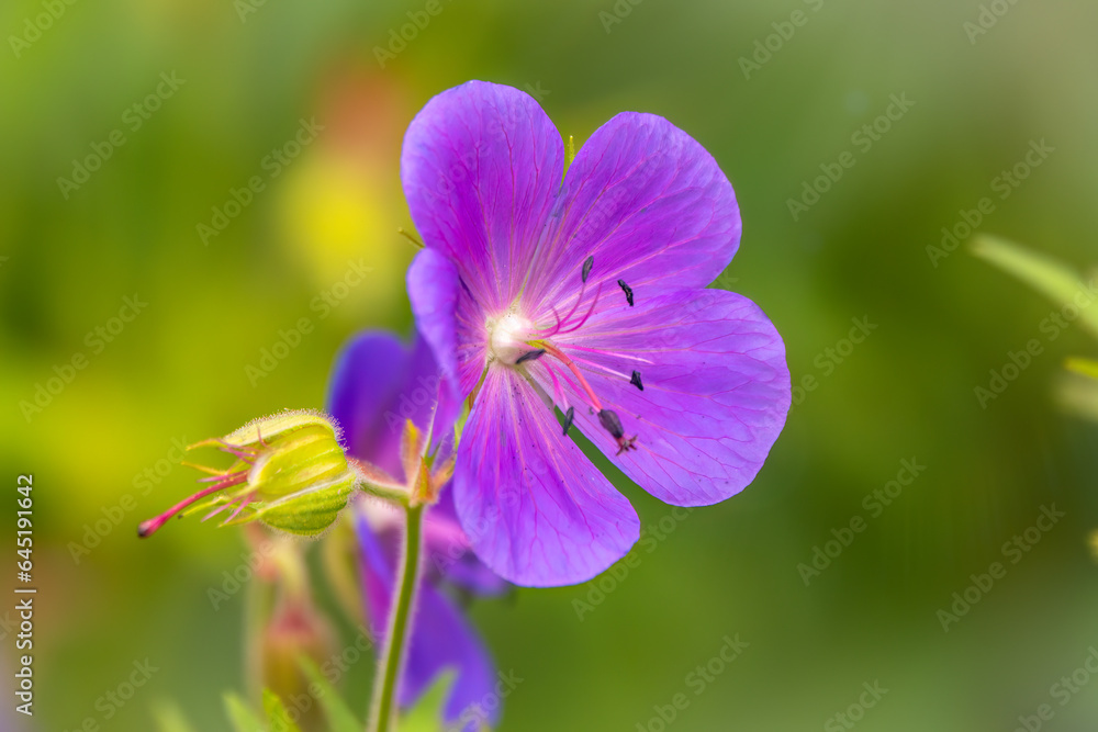 Fototapeta premium Blue and purple flowers of Geranium wallichianum