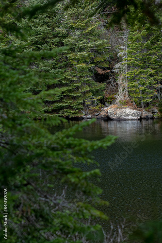 lake in the forest