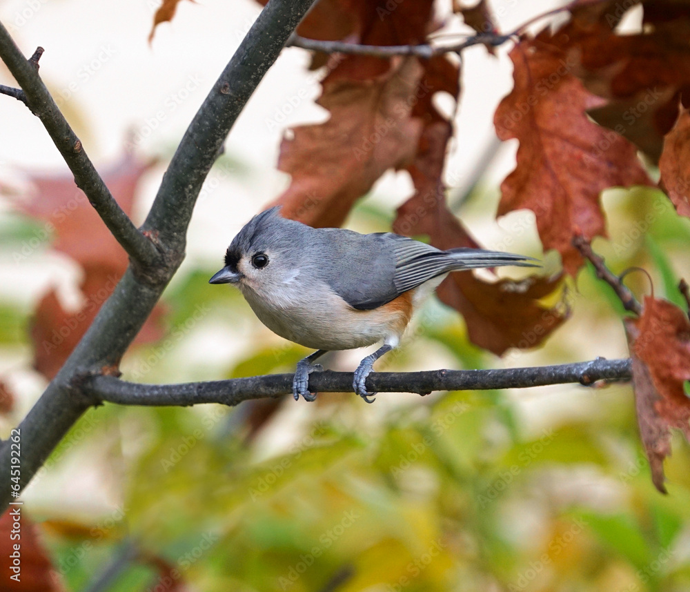 Obraz premium tufted titmouse standing on tree branch in autumn