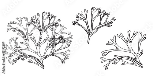 Set of sea plants ink hand drawn illustration isolated on white background. Codium, helpful seaweed black white line vector. Design element for package, label, trade, wrapping, marine collection