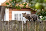 kitten sitting on the fence