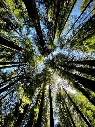 Fototapeta Naklejka Na Ścianę i Meble -  standing in the middle of a California redwood grove