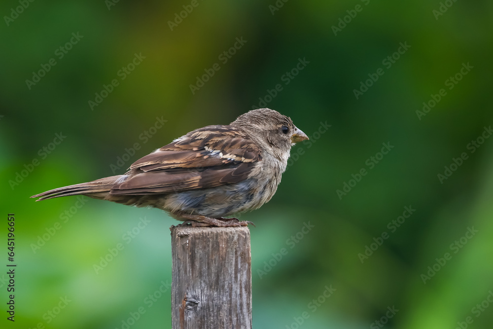 Close up view of farm sparrow bird on the post Close up view of farm sparrow bird on the post