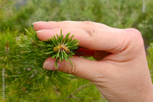 Pine branch with small cones in hand