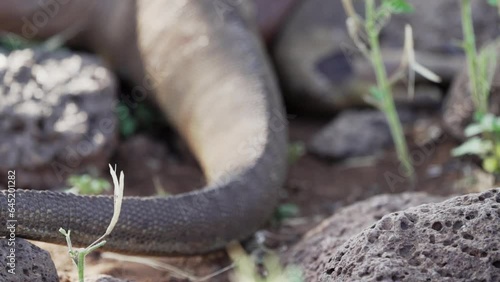 slow motion of a yellow galapagos land iguana, also know as Drusenkopf or Conolophus subcristatus is endemic to the Galapagos islands in Ecuador. photo