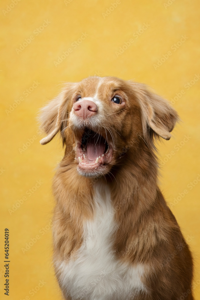 portrait of a duck retriever on a yellow background portrait of a duck retriever on a yellow background