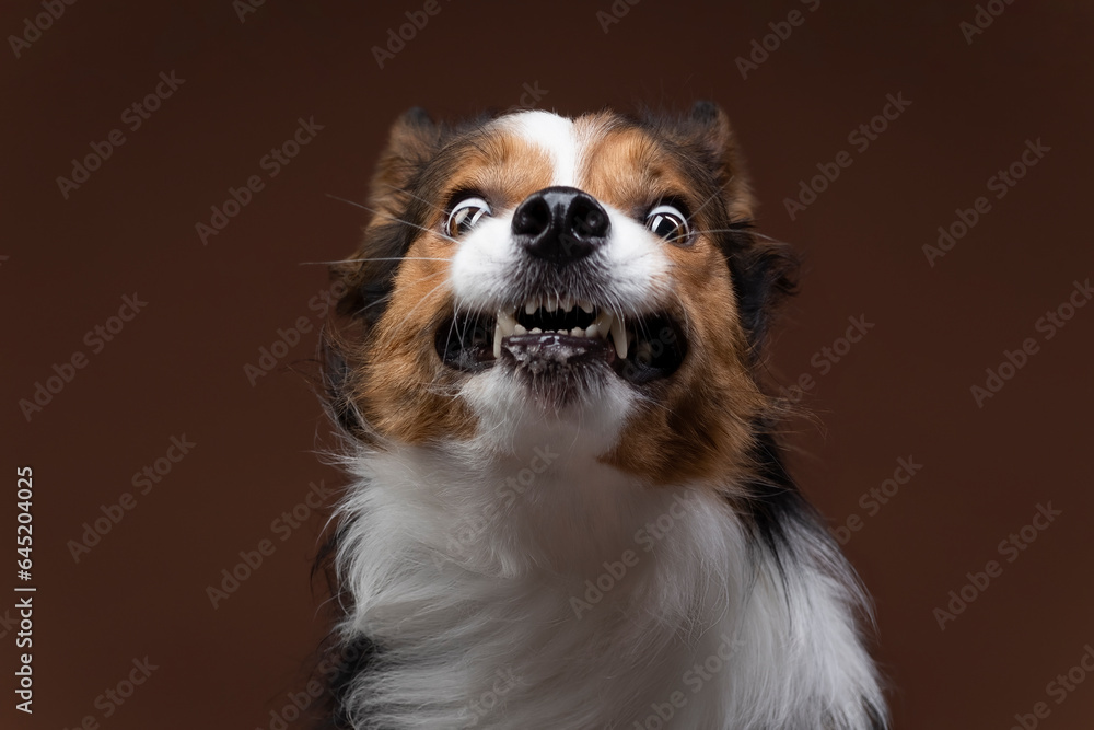 close up of a smile boder collie close up of a smile boder collie