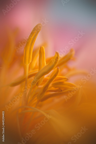 Coral peony Sunse with yellow pollen