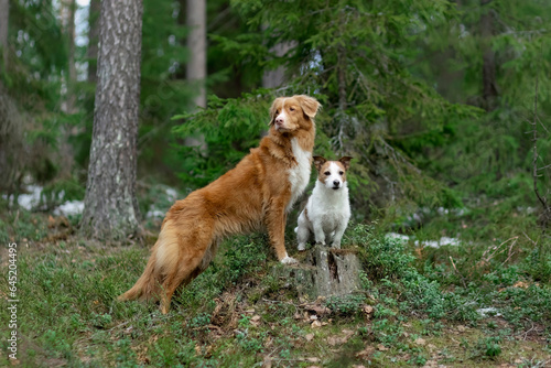 two dogs jack russel and toller in the forest © Anna