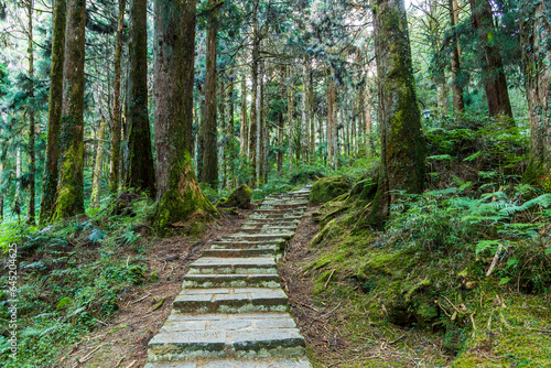 Stone pathway through the green forest at Alishan Forest Recreation Area in Chiayi, Taiwan.