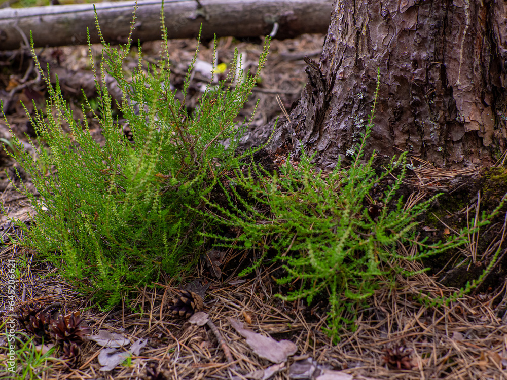 Fototapeta premium Close view of heather flowers and stems. Heather growth in summer forest. Beautiful outdoor scenery. Calluna Vulgaris growing in woods. Forest flowers. Delicate Calluna flowers before blossoming.
