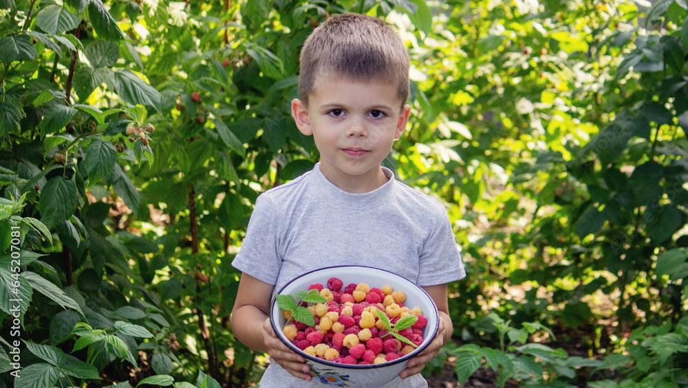 boy holding a bowl of freshly picked raspberries. Selective focus boy holding a bowl of freshly picked raspberries. Selective focus