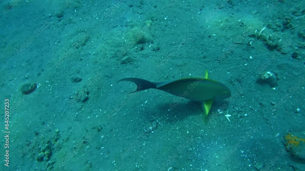 Parrot fish feeding on seabed, super slow mo Parrot fish feeding on seabed, super slow mo