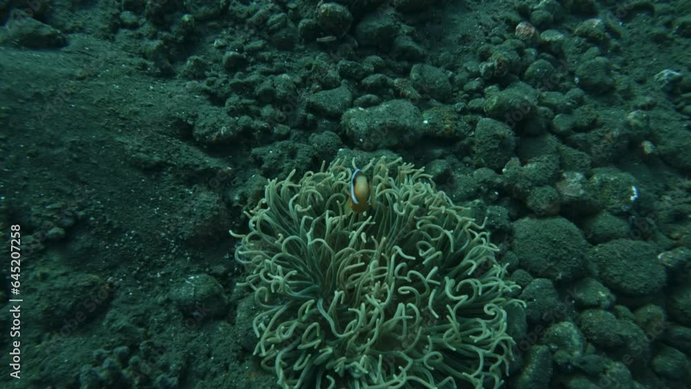 Clownfish at Tulamben Coral Garden, underwater super slow mo Clownfish at Tulamben Coral Garden, underwater super slow mo