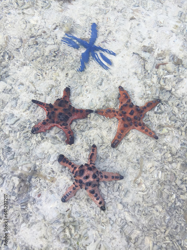 Four starfish on white sand on the beach.