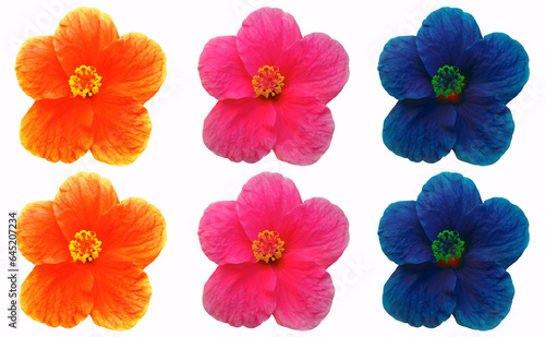 Top view of collage set orange pink blue color hibiscus flower blossom blooming isolated on black background  stock photo  spring summer flower  six plants