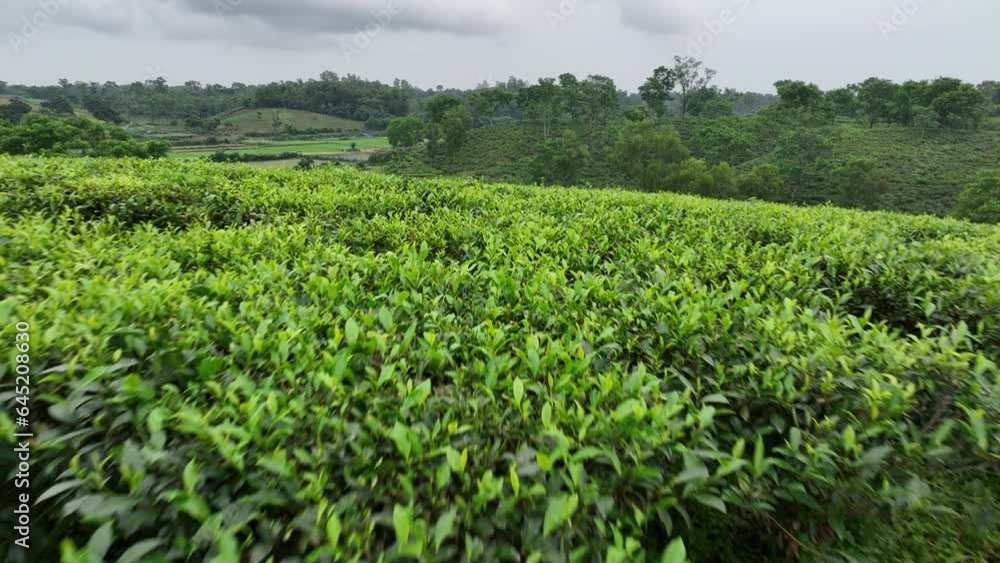 View of fresh green tea plantation on a hill in Southern Bangladesh View of fresh green tea plantation on a hill in Southern Bangladesh