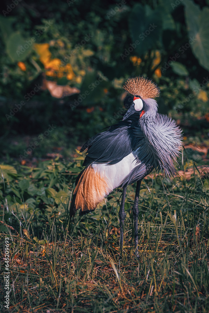 Naklejka premium Grey crowned crane in the wild