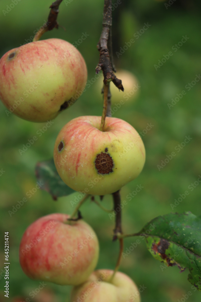 Apple fruits on branches with“sooty blotch and flyspeck” disease. Maculatura fuligginosa caused by Phyllachora pomigena in the apple orchard Apple fruits on branches with“sooty blotch and flyspeck” disease. Maculatura fuligginosa caused by Phyllachora pomigena in the apple orchard