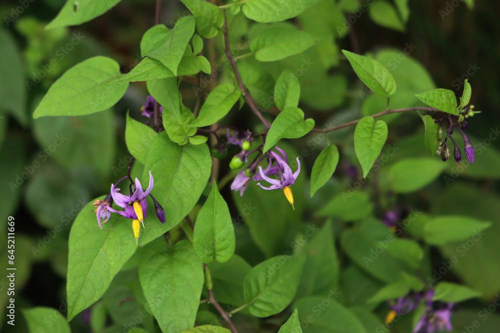 Purple and yellow flowers of Devil's Grape plants. Solanum dulcamara in bloom on summer in northern Italy Purple and yellow flowers of Devil's Grape plants. Solanum dulcamara in bloom on summer in northern Italy