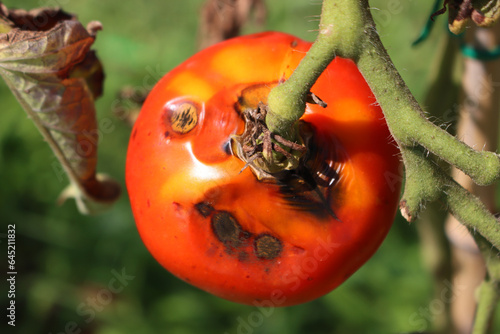 Big red ripe Tomatoes damagede by late blight disease in the vegetable garden. Phytophthora infestans photo
