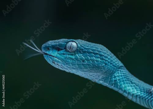 closeup of blue snake