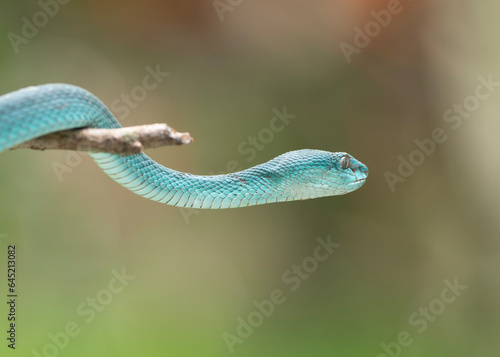 Blue snake on a tree