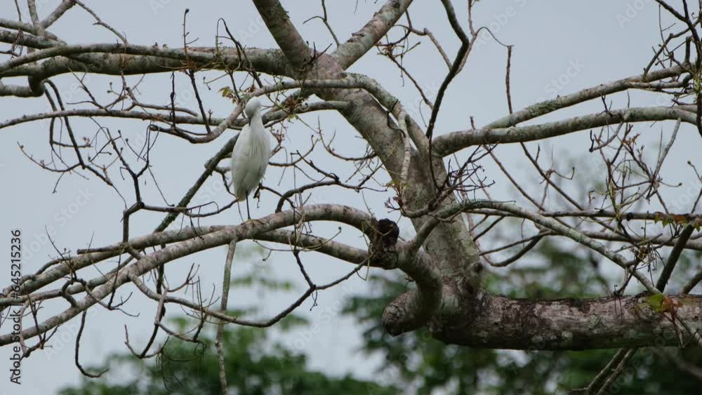 An Egret seen preening its feathers while perched on bare branches, Thailand An Egret seen preening its feathers while perched on bare branches, Thailand