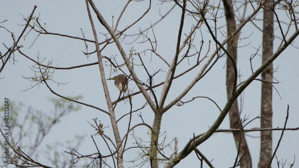 Seen within bare branches as it moves to the left, Heron, Thailand Seen within bare branches as it moves to the left, Heron, Thailand
