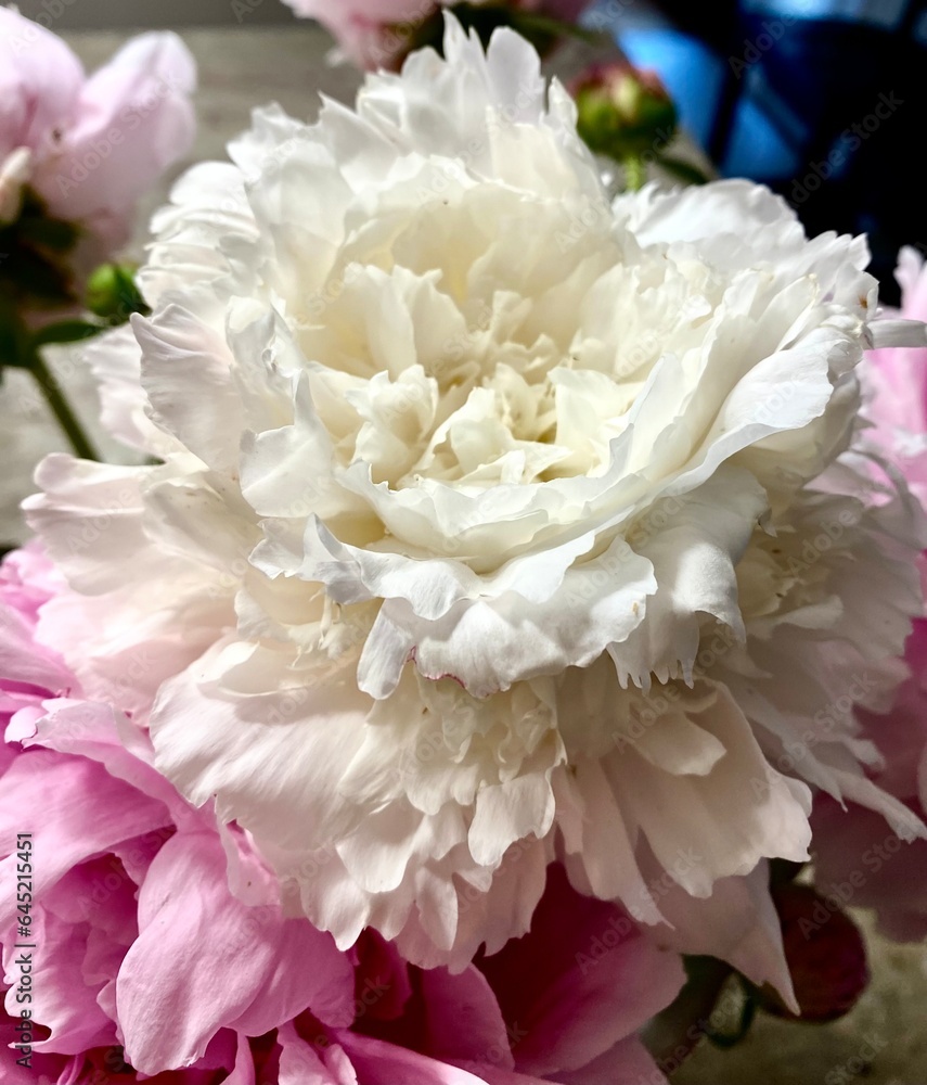 Peony Peony